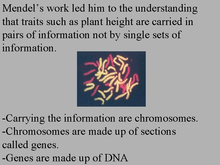 Mendel’s work led him to the understanding that traits such as plant height are