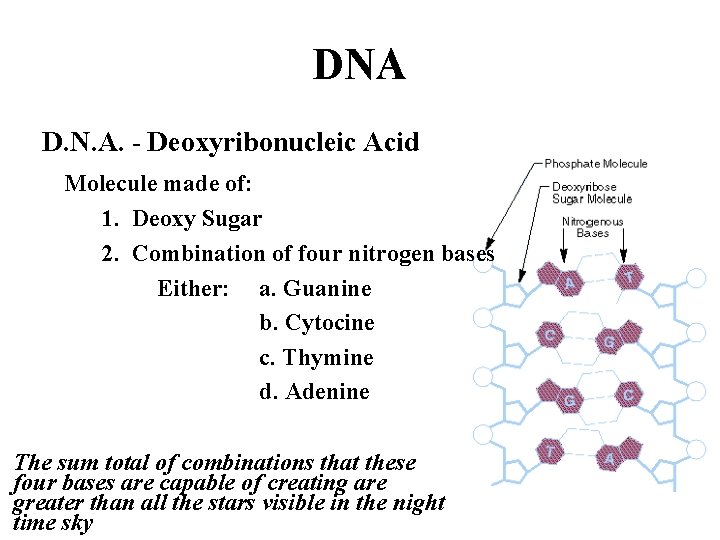 DNA D. N. A. - Deoxyribonucleic Acid Molecule made of: 1. Deoxy Sugar 2.