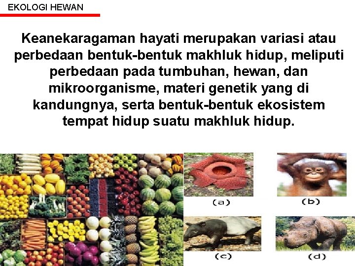 EKOLOGI HEWAN Keanekaragaman hayati merupakan variasi atau perbedaan bentuk-bentuk makhluk hidup, meliputi perbedaan pada EKOLOGI HEWAN Keanekaragaman hayati merupakan variasi atau perbedaan bentuk-bentuk makhluk hidup, meliputi perbedaan pada
