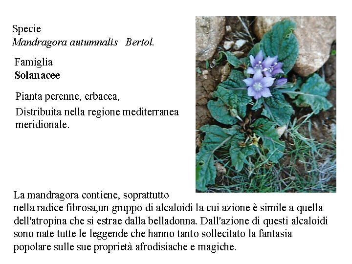 Specie Mandragora autumnalis Bertol. Famiglia Solanacee Pianta perenne, erbacea, Distribuita nella regione mediterranea meridionale.