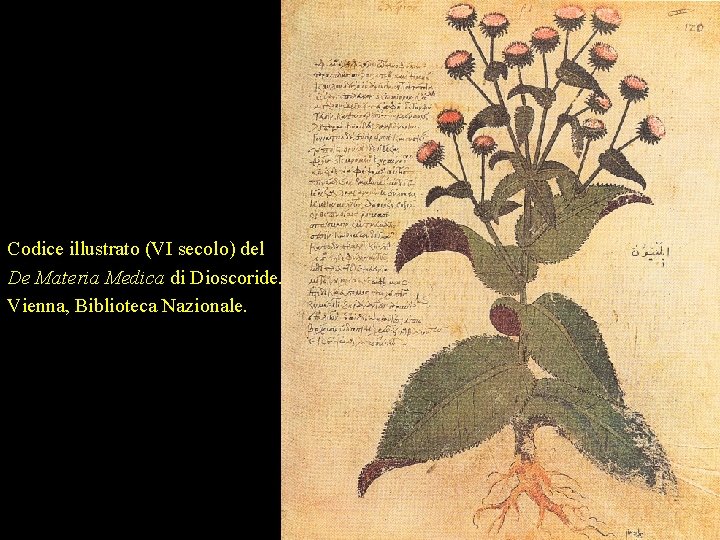 Codice illustrato (VI secolo) del De Materia Medica di Dioscoride. Vienna, Biblioteca Nazionale. 