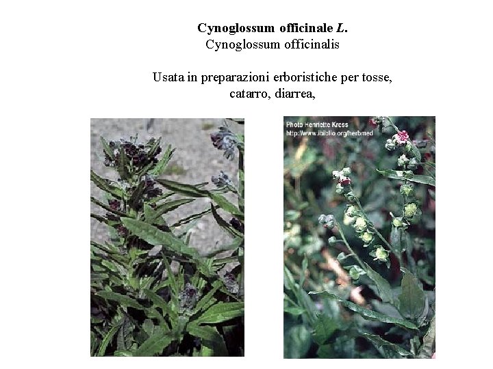Cynoglossum officinale L. Cynoglossum officinalis Usata in preparazioni erboristiche per tosse, catarro, diarrea, 