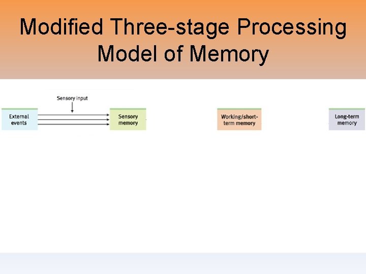 Modified Three-stage Processing Model of Memory 