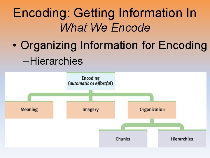 Encoding: Getting Information In What We Encode • Organizing Information for Encoding – Hierarchies