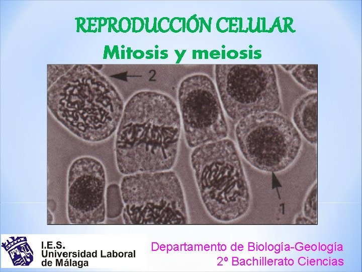 REPRODUCCIÓN CELULAR Mitosis y meiosis Departamento de Biología-Geología 2º Bachillerato Ciencias 