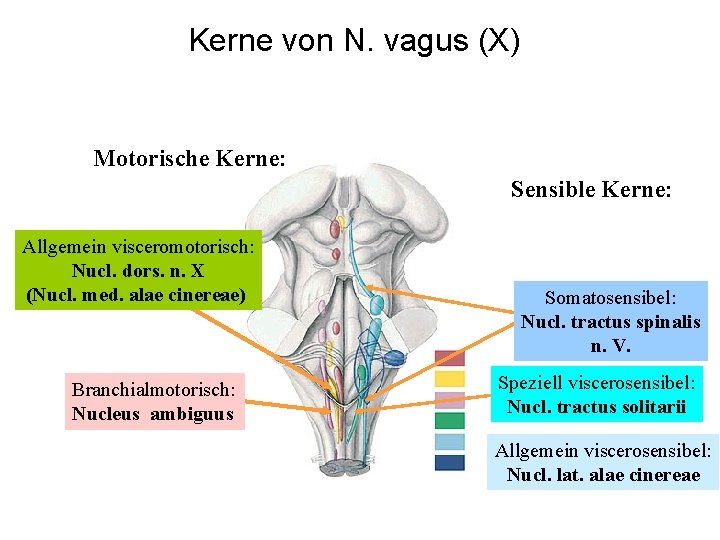 Kerne von N. vagus (X) Motorische Kerne: Sensible Kerne: Allgemein visceromotorisch: Nucl. dors. n.