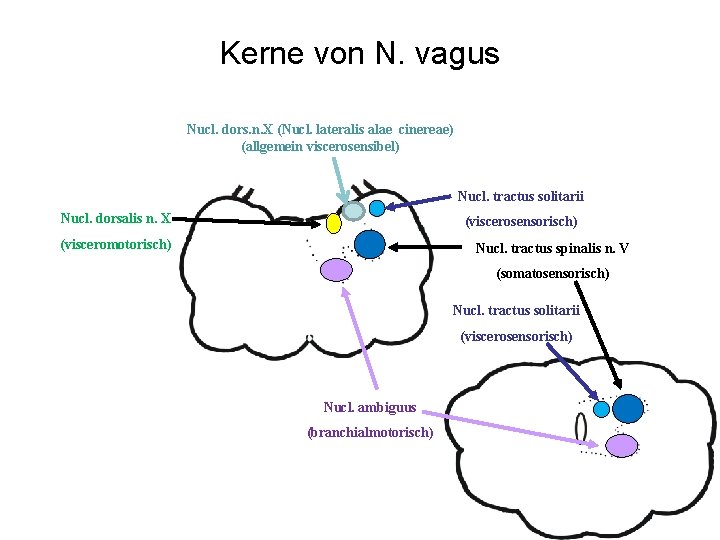 Kerne von N. vagus Nucl. dors. n. X (Nucl. lateralis alae cinereae) (allgemein viscerosensibel)