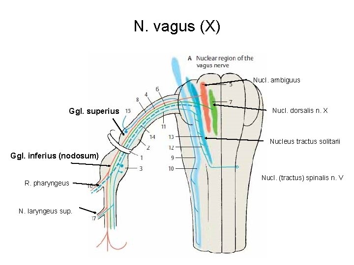 N. vagus (X) Nucl. ambiguus Ggl. superius Nucl. dorsalis n. X Nucleus tractus solitarii