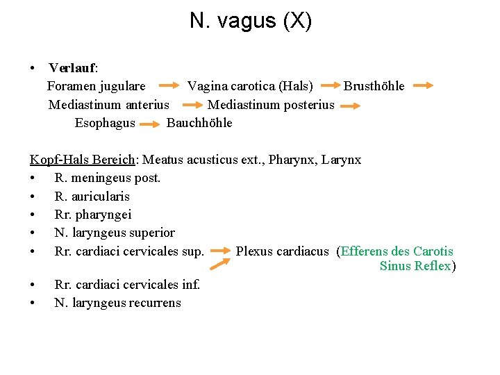 N. vagus (X) • Verlauf: Foramen jugulare Vagina carotica (Hals) Brusthöhle Mediastinum anterius Mediastinum