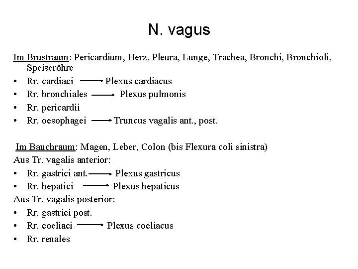 N. vagus Im Brustraum: Pericardium, Herz, Pleura, Lunge, Trachea, Bronchioli, Speiseröhre • Rr. cardiaci