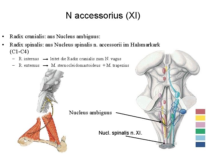 N accessorius (XI) • Radix cranialis: aus Nucleus ambiguus: • Radix spinalis: aus Nucleus