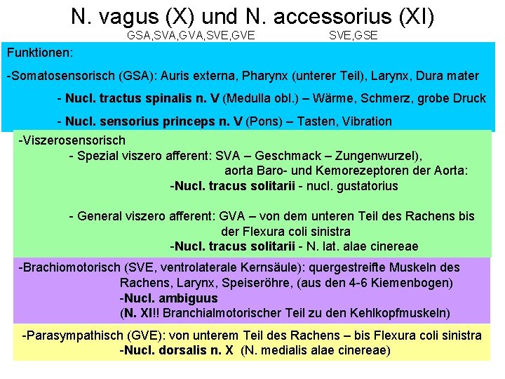 N. vagus (X) und N. accessorius (XI) GSA, SVA, GVA, SVE, GVE SVE, GSE
