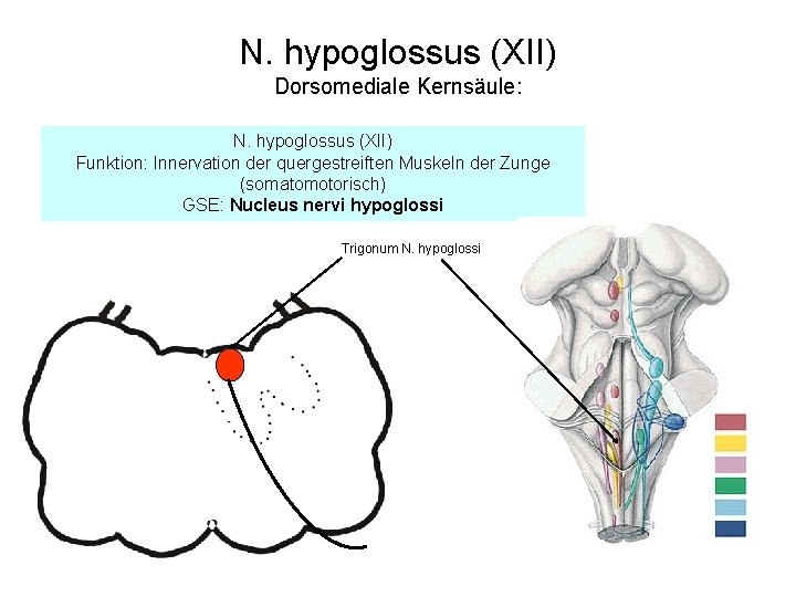 N. hypoglossus (XII) Dorsomediale Kernsäule: N. hypoglossus (XII) Funktion: Innervation der quergestreiften Muskeln der