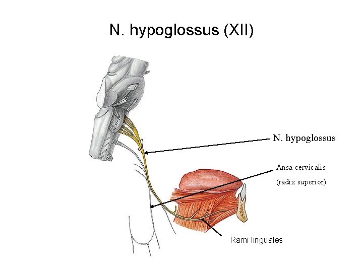N. hypoglossus (XII) N. hypoglossus Ansa cervicalis (radix superior) Rami linguales 