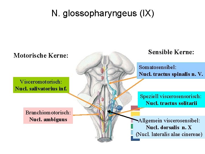 N. glossopharyngeus (IX) Motorische Kerne: Sensible Kerne: Somatosensibel: Nucl. tractus spinalis n. V. Visceromotorisch:
