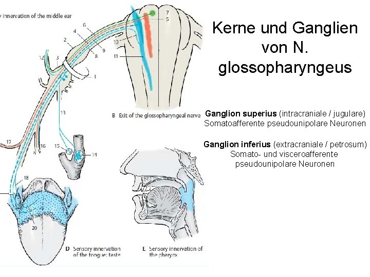 Kerne und Ganglien von N. glossopharyngeus Ganglion superius (intracraniale / jugulare) Somatoafferente pseudounipolare Neuronen