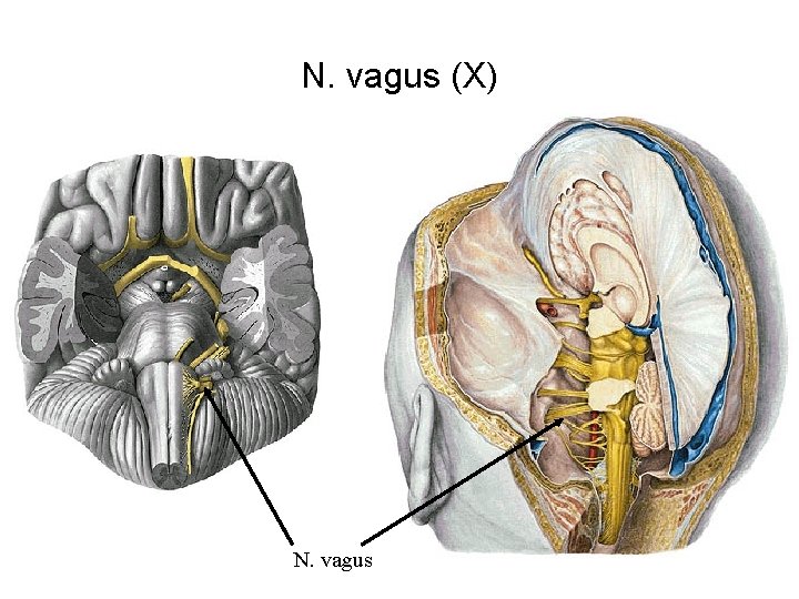 N. vagus (X) N. vagus 