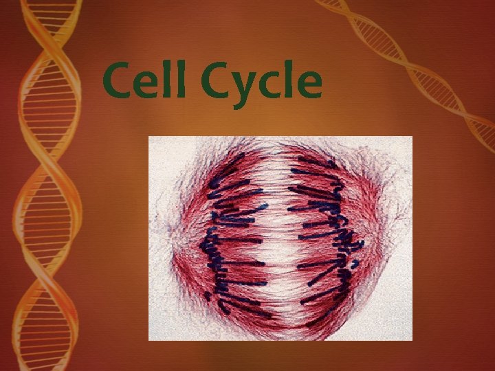 Cell Cycle 