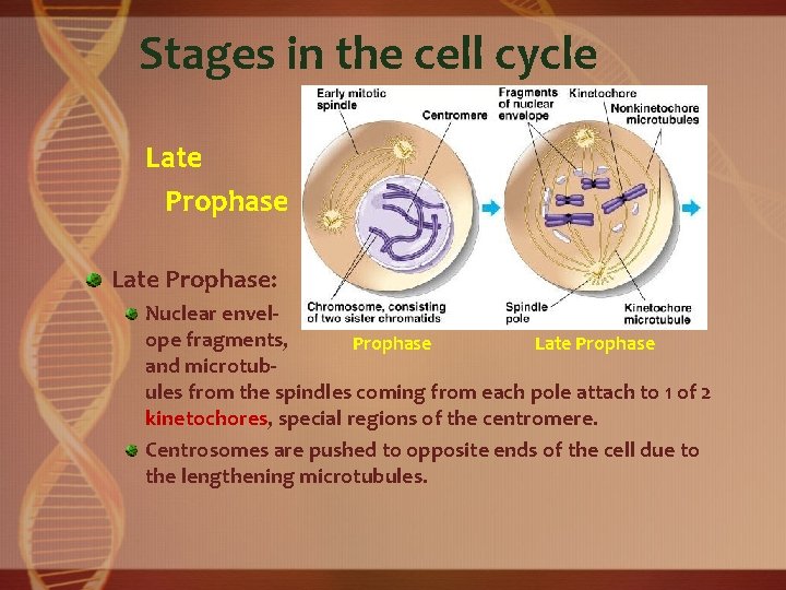 Stages in the cell cycle Late Prophase: Nuclear envelope fragments, Prophase Late Prophase and