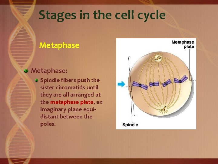 Stages in the cell cycle Metaphase: Spindle fibers push the sister chromatids until they
