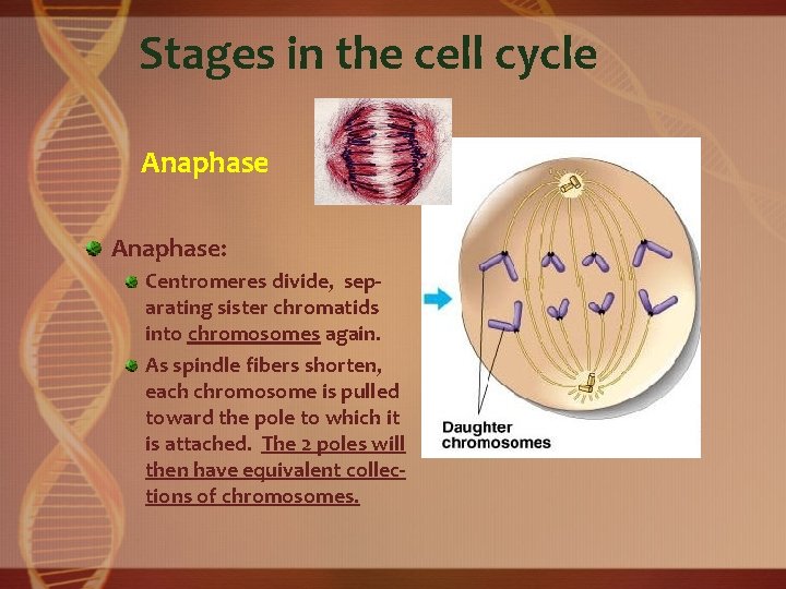 Stages in the cell cycle Anaphase: Centromeres divide, separating sister chromatids into chromosomes again.