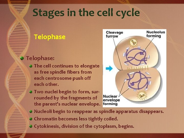 Stages in the cell cycle Telophase: The cell continues to elongate as free spindle