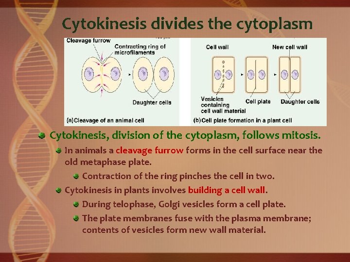 Cytokinesis divides the cytoplasm Cytokinesis, division of the cytoplasm, follows mitosis. In animals a