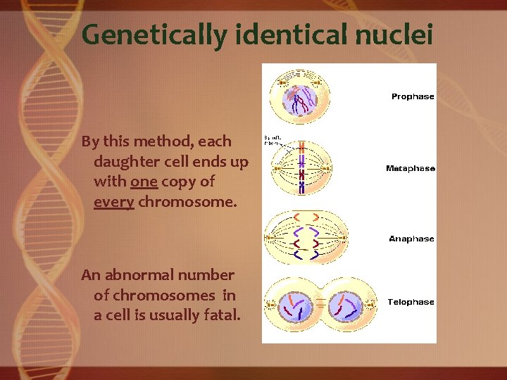 Genetically identical nuclei By this method, each daughter cell ends up with one copy