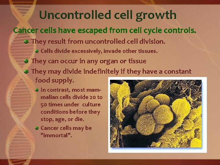 Uncontrolled cell growth Cancer cells have escaped from cell cycle controls. They result from