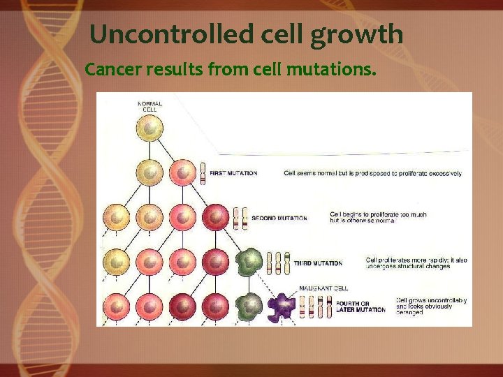 Uncontrolled cell growth Cancer results from cell mutations. 