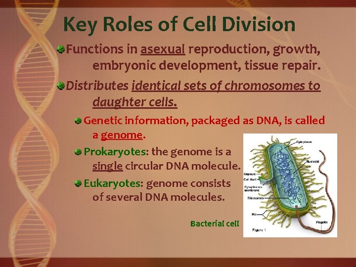 Key Roles of Cell Division Functions in asexual reproduction, growth, embryonic development, tissue repair.