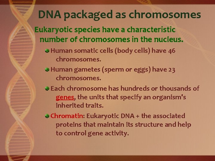 DNA packaged as chromosomes Eukaryotic species have a characteristic number of chromosomes in the