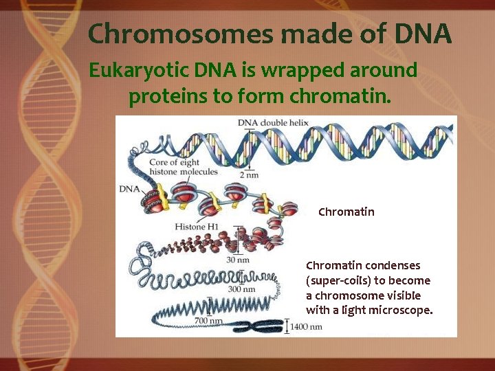 Chromosomes made of DNA Eukaryotic DNA is wrapped around proteins to form chromatin. Chromatin