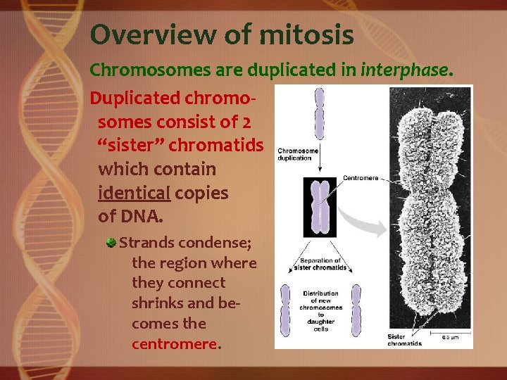 Overview of mitosis Chromosomes are duplicated in interphase. Duplicated chromosomes consist of 2 “sister”