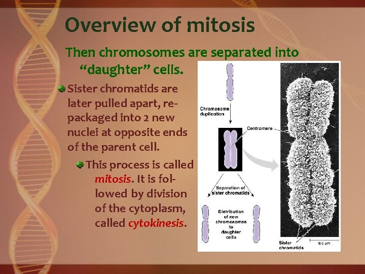 Overview of mitosis Then chromosomes are separated into “daughter” cells. Sister chromatids are later