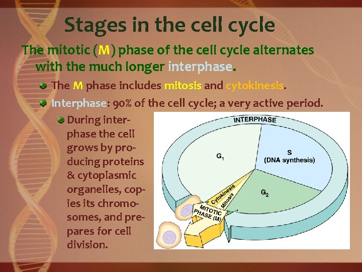 Stages in the cell cycle The mitotic (M) phase of the cell cycle alternates