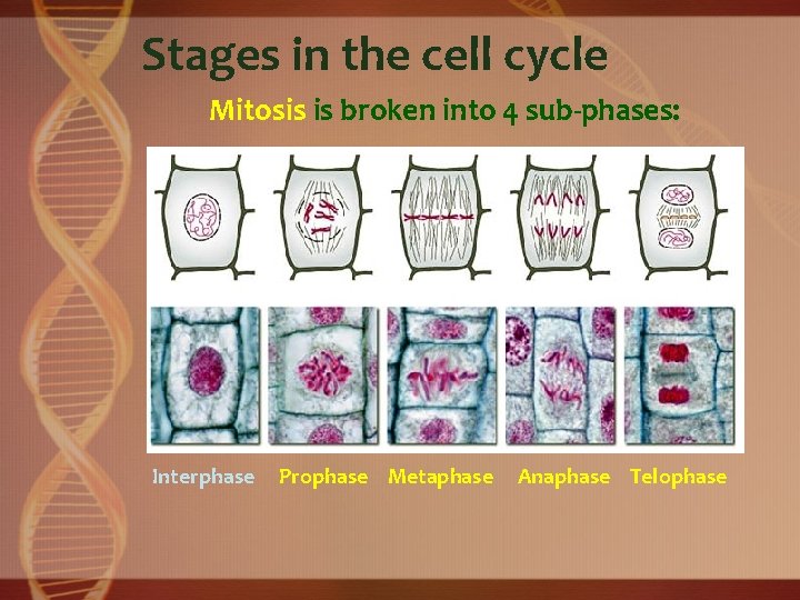 Stages in the cell cycle Mitosis is broken into 4 sub-phases: Interphase Prophase Metaphase