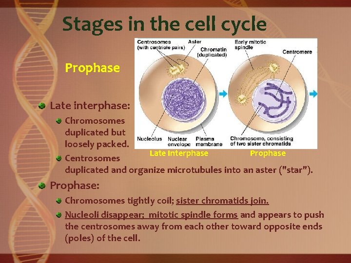 Stages in the cell cycle Prophase Late interphase: Chromosomes duplicated but loosely packed. Late