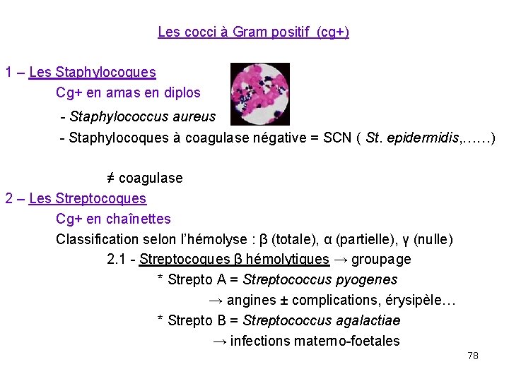 Les cocci à Gram positif (cg+) 1 – Les Staphylocoques Cg+ en amas en