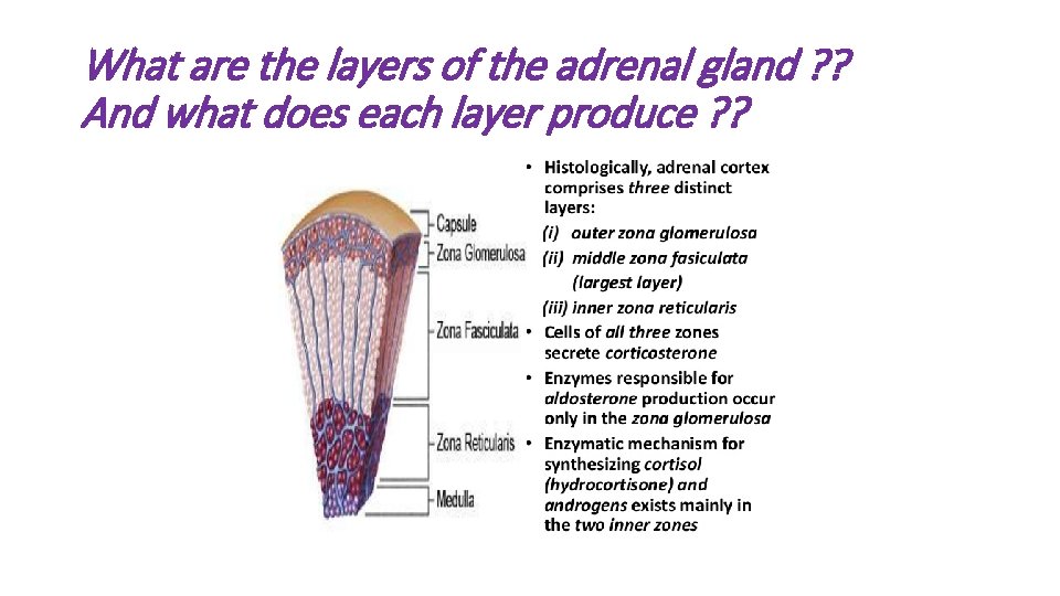 What are the layers of the adrenal gland ? ? And what does each