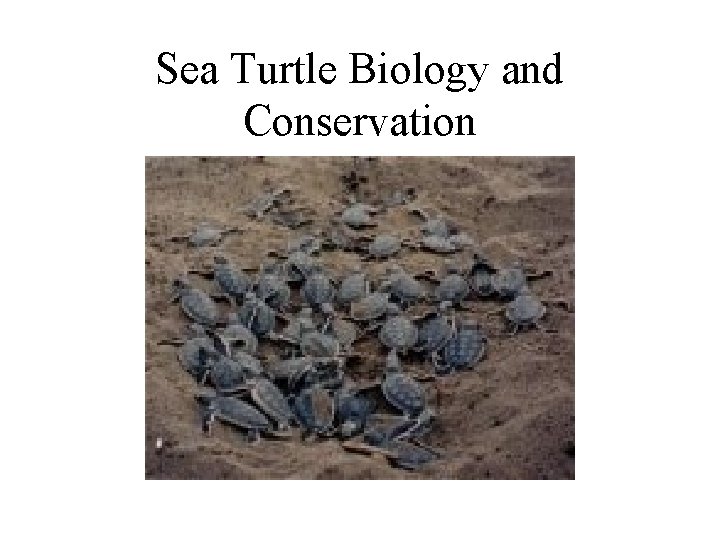 Sea Turtle Biology and Conservation 