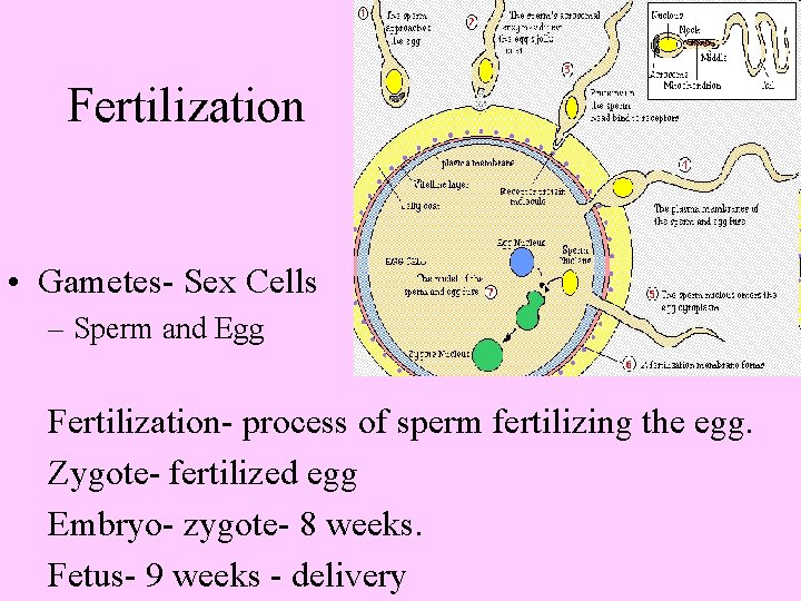 Fertilization • Gametes- Sex Cells – Sperm and Egg Fertilization- process of sperm fertilizing