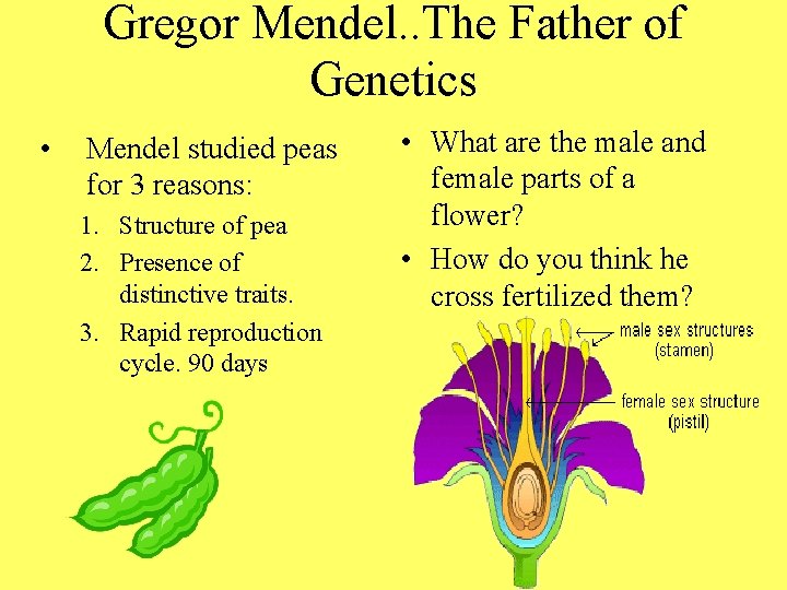 Gregor Mendel. . The Father of Genetics • Mendel studied peas for 3 reasons: