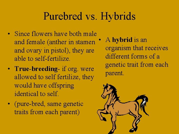 Purebred vs. Hybrids • Since flowers have both male and female (anther in stamen