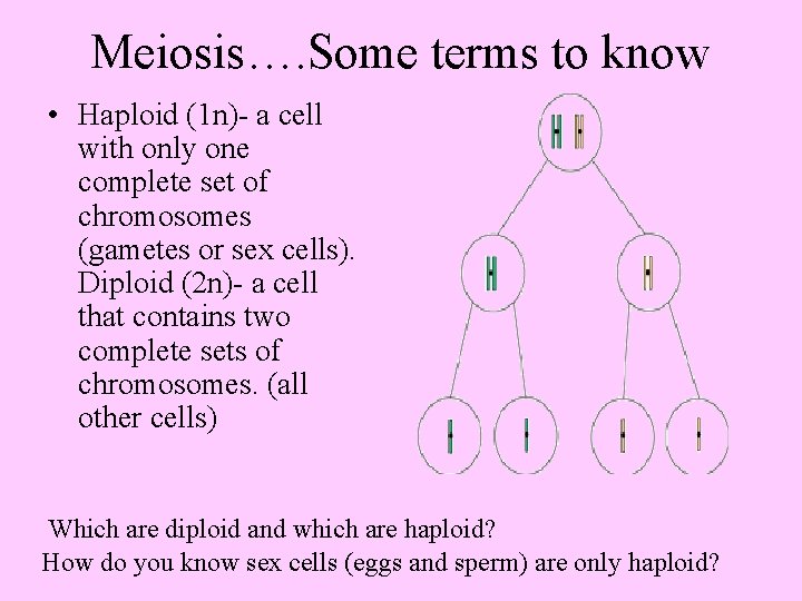 Meiosis…. Some terms to know • Haploid (1 n)- a cell with only one