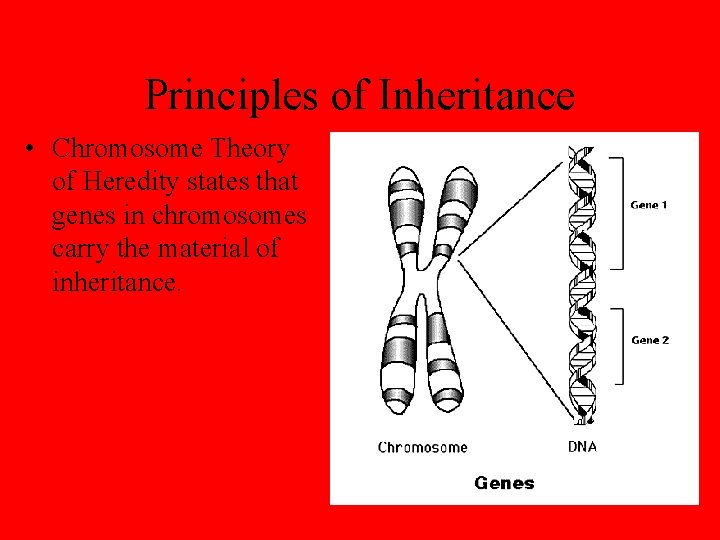 Principles of Inheritance • Chromosome Theory of Heredity states that genes in chromosomes carry