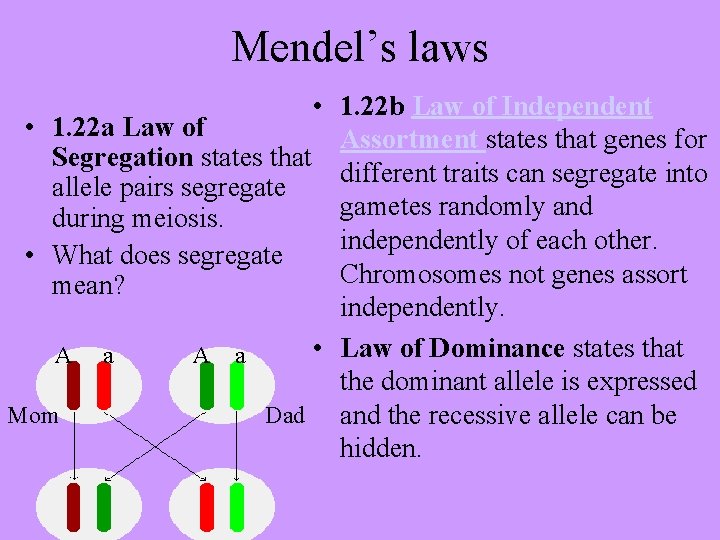 Mendel’s laws • 1. 22 b Law of Independent • 1. 22 a Law