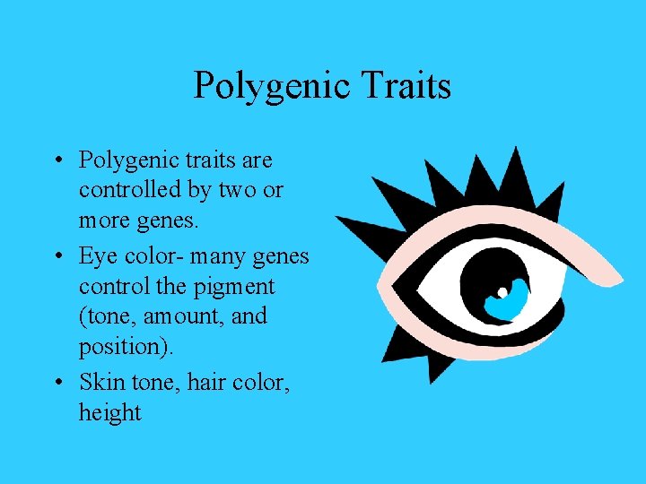 Polygenic Traits • Polygenic traits are controlled by two or more genes. • Eye