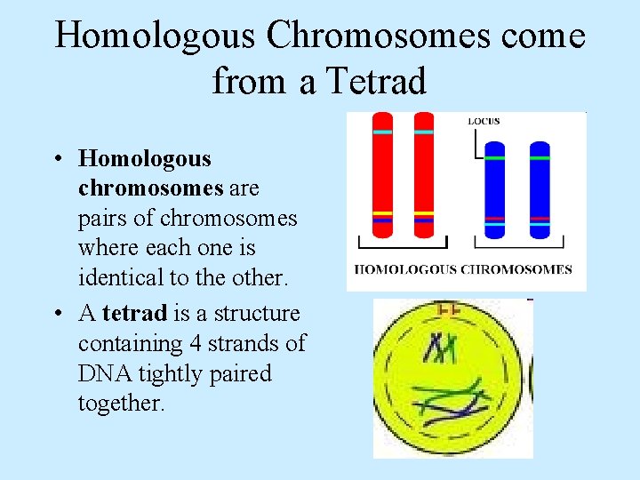 Homologous Chromosomes come from a Tetrad • Homologous chromosomes are pairs of chromosomes where