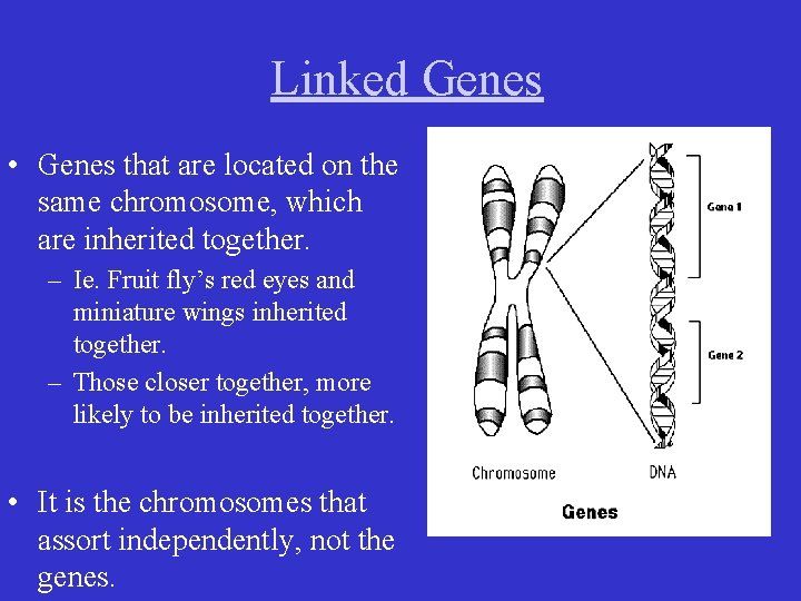 Linked Genes • Genes that are located on the same chromosome, which are inherited